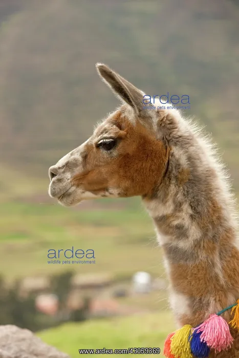 : Head of a Lama resting Peru : Head of a Lama resting Peru