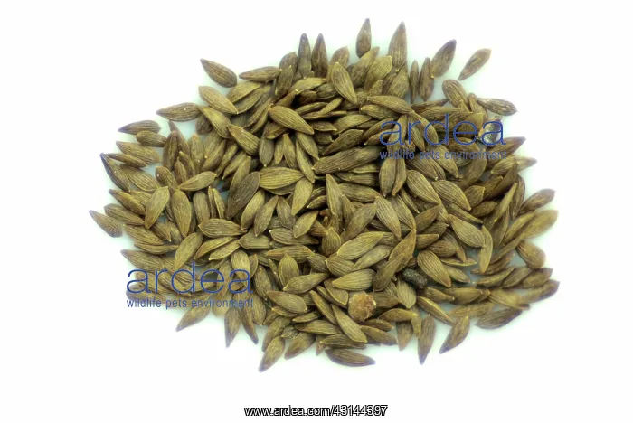 : Head Lettuce Seeds : Head Lettuce Seeds