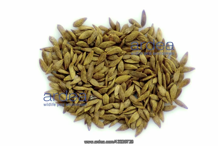 : Head Lettuce Seeds : Head Lettuce Seeds