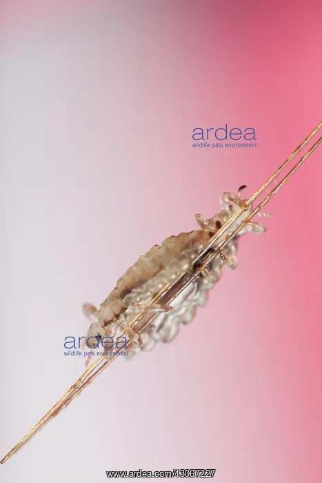 : Head lice ( Pediculus humanus capitis ) clinging : Head lice ( Pediculus humanus capitis ) clinging