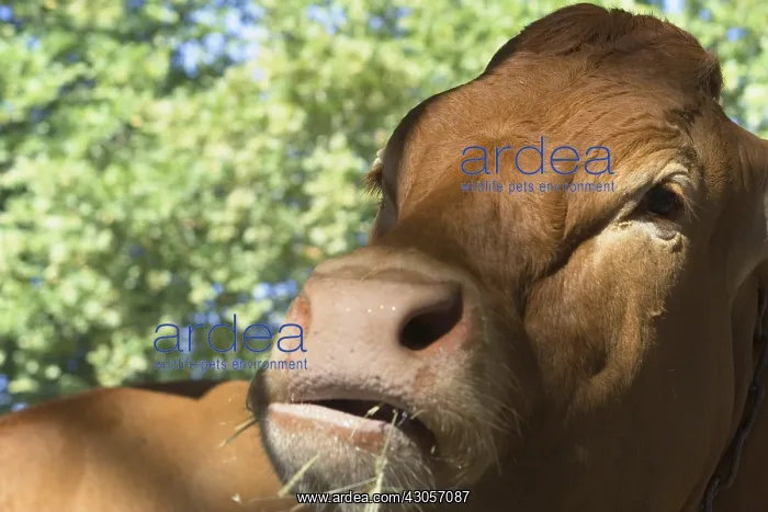 : Head of a Limousin Ox Brive Limousin France : Head of a Limousin Ox Brive Limousin France