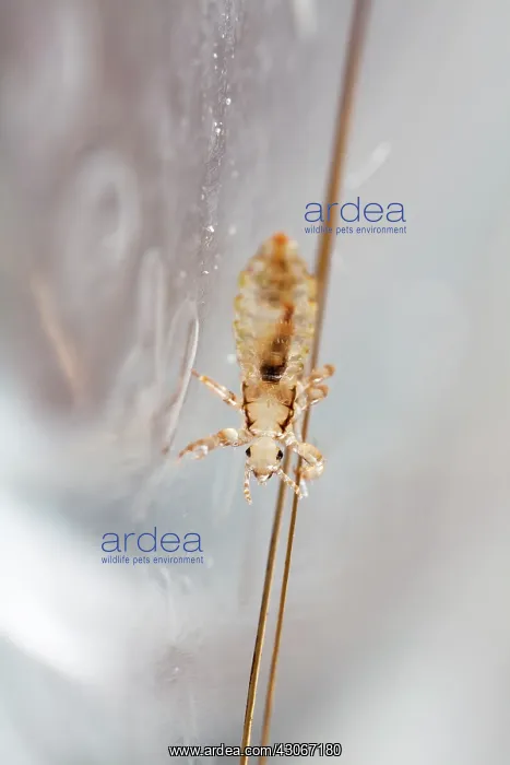 : Head louse ( Pediculus humanus capitis ) clinging : Head louse ( Pediculus humanus capitis ) clinging