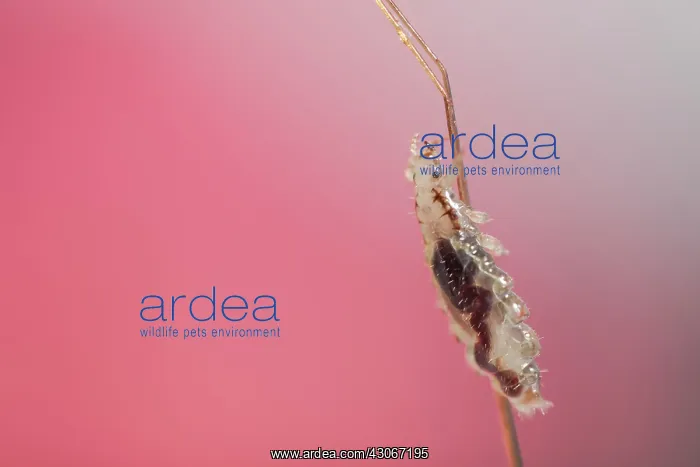: Head louse ( Pediculus humanus capitis ) clinging : Head louse ( Pediculus humanus capitis ) clinging