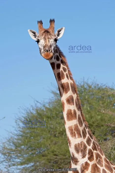 : Head and neck of Maasai Giraffe : Head and neck of Maasai Giraffe
