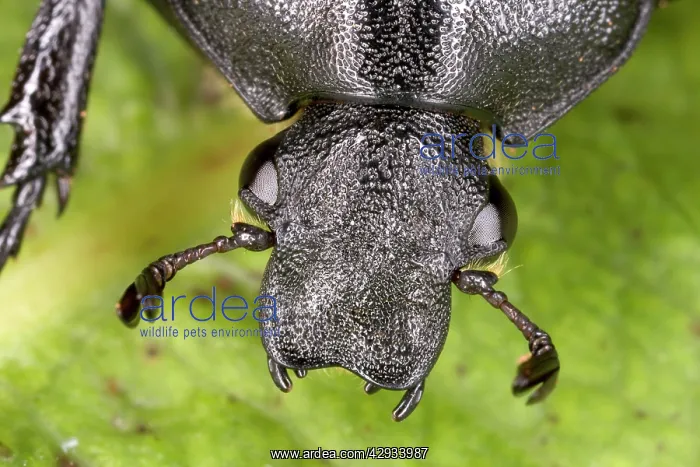 : Head of Oak Chafer in close-up - Extremely rare : Head of Oak Chafer in close-up - Extremely rare