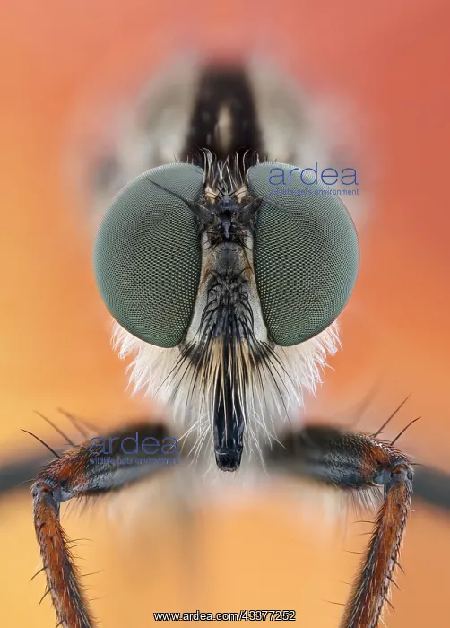 : Head of a robber fly (Asilidae) with distinct compound : Head of a robber fly (Asilidae) with distinct compound