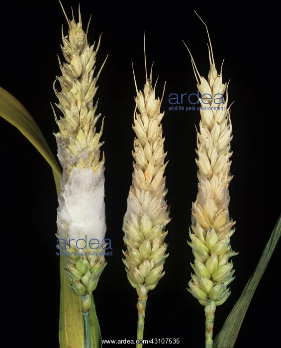 : Head scab or ear blight : Head scab or ear blight