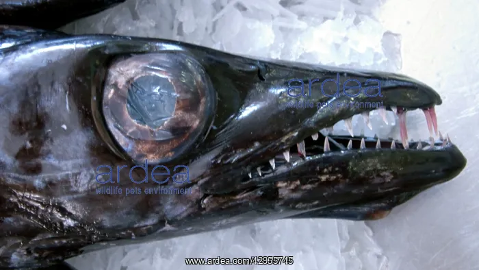: Head of Scabbard Fish - Shot taken in Madeira's : Head of Scabbard Fish - Shot taken in Madeira's