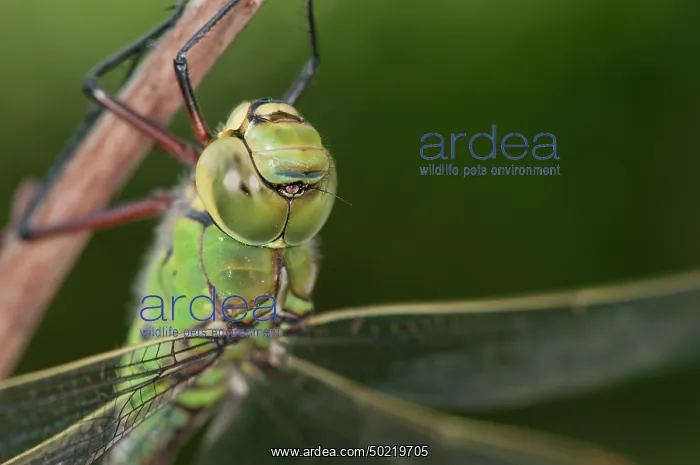 : Head shot of an adult female of Emperor dragonfly (Anax imperator) resting on twig, Liguria, Italy : Head shot of an adult female of Emperor dragonfly (Anax imperator) resting on twig, Liguria, Italy