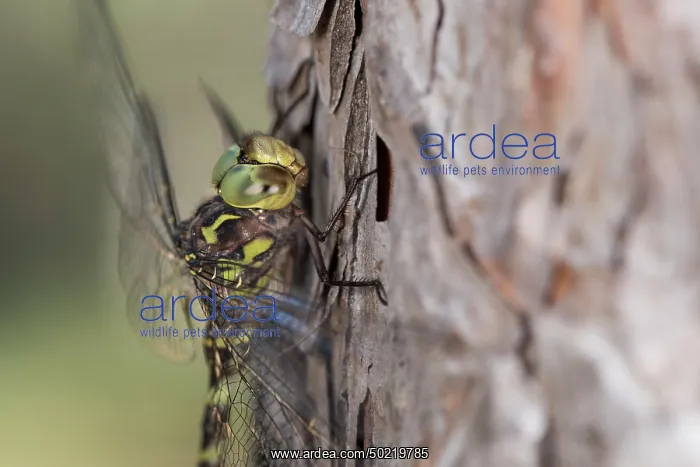 : Head shot of an adult male of western spectre (Boyeria irene) resting on Pinus sp. trunk, Liguria, Italy : Head shot of an adult male of western spectre (Boyeria irene) resting on Pinus sp. trunk, Liguria, Italy