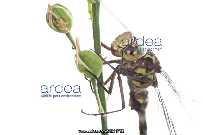 : Head shot of an adult male of western spectre (Boyeria irene) against a white background, Liguria, Italy : Head shot of an adult male of western spectre (Boyeria irene) against a white background, Liguria, Italy