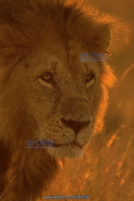 : Head shot of a backlit African male lion : Head shot of a backlit African male lion