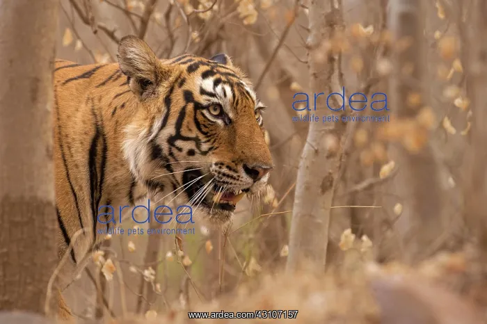 : Head shot of a wild tiger (Panthera tigris tigris) : Head shot of a wild tiger (Panthera tigris tigris)