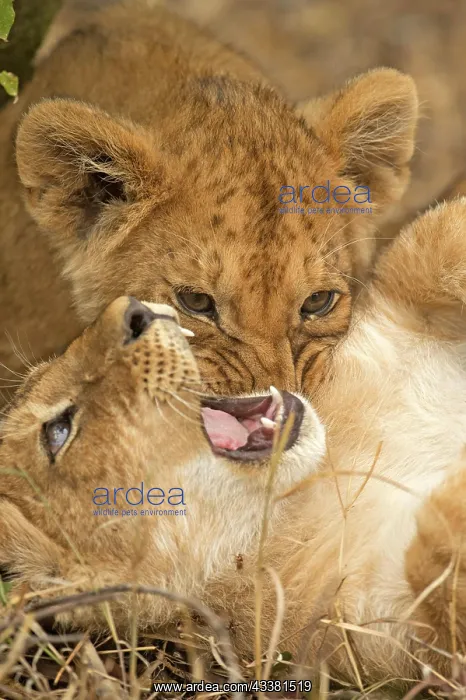 : Head shot of wo lion cubs playing with each other : Head shot of wo lion cubs playing with each other