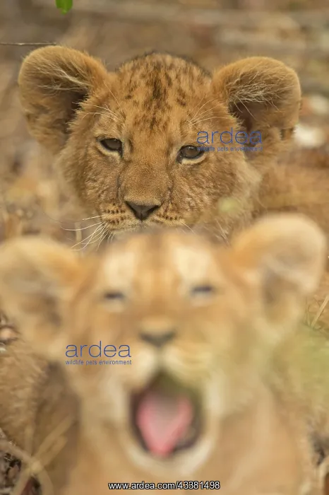 : Head shots of two African lion cubs in Masai Mara : Head shots of two African lion cubs in Masai Mara