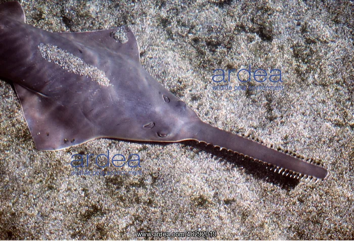: HEAD OF SMALL-TOOTHED SAWFISH : HEAD OF SMALL-TOOTHED SAWFISH
