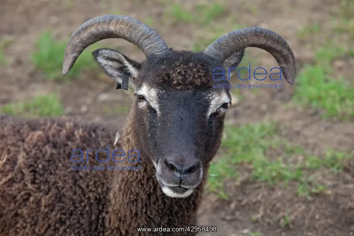 : Head of Soay sheep : Head of Soay sheep