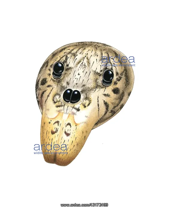 : Head of a Spitting Spider : Head of a Spitting Spider