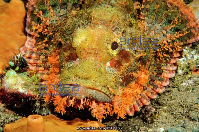  : Head and spread pectoral fins of Bearded Scorpionfish