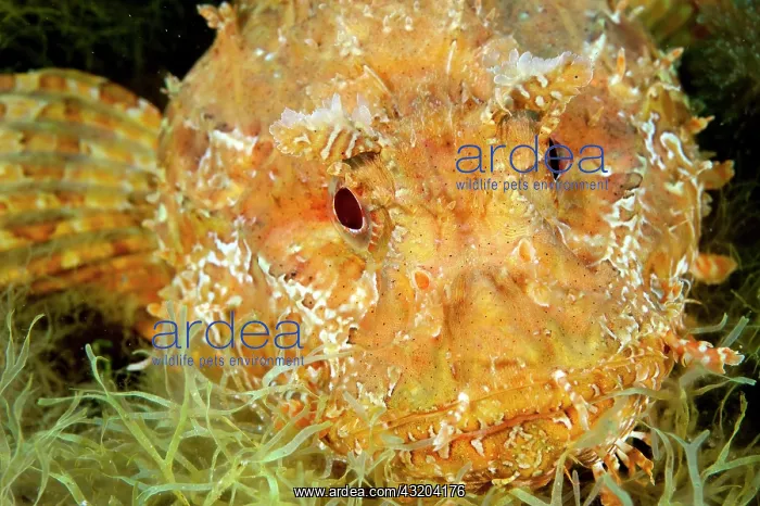  : Head and spread pectoral fins of Greater Red Scorpionfish