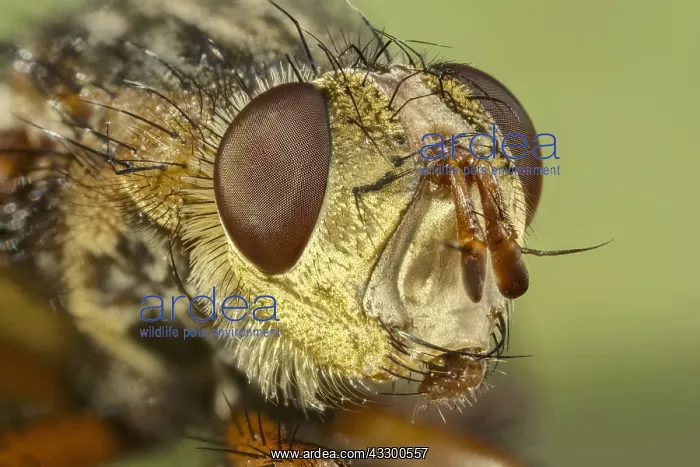 : Head of Tachinid fly. - Norfolk UK : Head of Tachinid fly. - Norfolk UK
