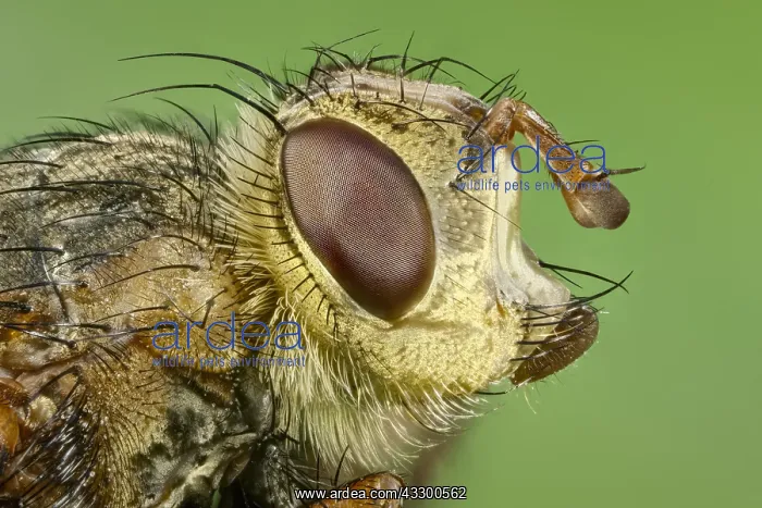 : Head of Tachinid fly. - Norfolk UK : Head of Tachinid fly. - Norfolk UK