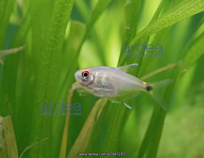 : Head and tail light tetra - side view, tropical freshwater : Head and tail light tetra - side view, tropical freshwater