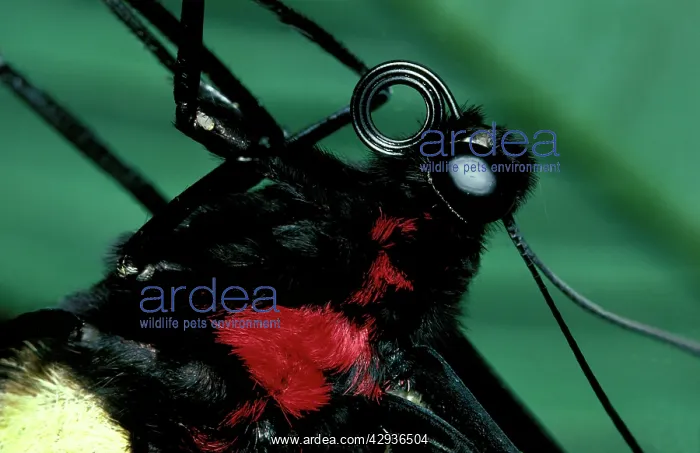 : Head and thorax of Cairns birdwing butterfly : Head and thorax of Cairns birdwing butterfly