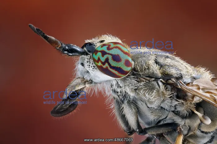 : Head and thorax of a rainbird (Haematopota pluvialis) : Head and thorax of a rainbird (Haematopota pluvialis)