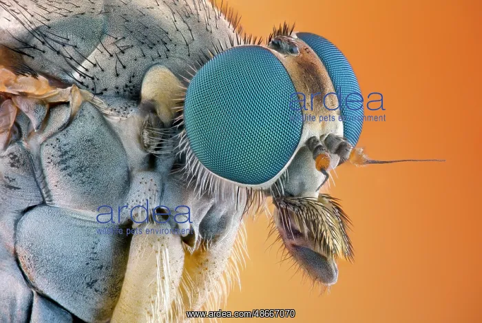 : Head and thorax of a snipe fly in lateral view : Head and thorax of a snipe fly in lateral view