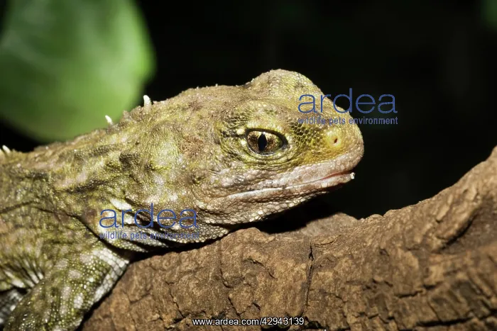 : Head of Tuatara lizard : Head of Tuatara lizard