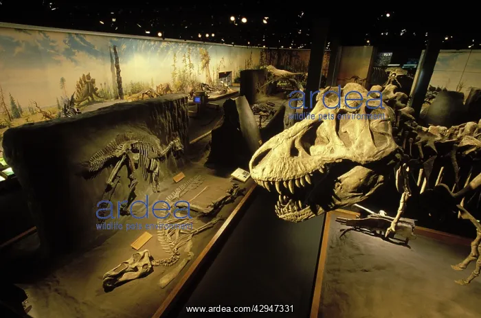 : The head of a Tyrannosaurus towers over skeletons : The head of a Tyrannosaurus towers over skeletons