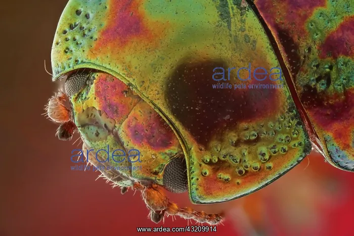 : A head view of Chrysolina americana, magnification 6, 1 : A head view of Chrysolina americana, magnification 6, 1
