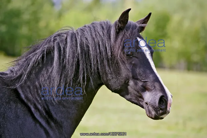 : Headshot of beautiful black Arabian Stallion standing : Headshot of beautiful black Arabian Stallion standing