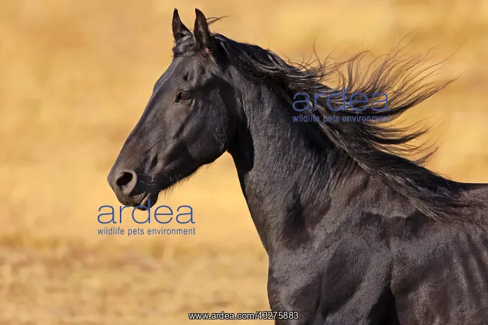 : Headshot of Black Friesian Stallion cantering, late : Headshot of Black Friesian Stallion cantering, late