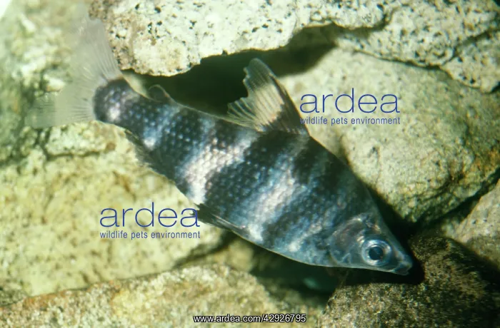  : Headstander FISH