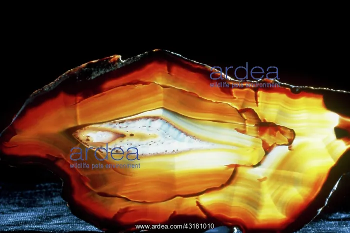 : Heart of Agate : Heart of Agate