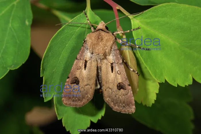 : Heart and dart (Agrotis exclamationis) on a leaf : Heart and dart (Agrotis exclamationis) on a leaf