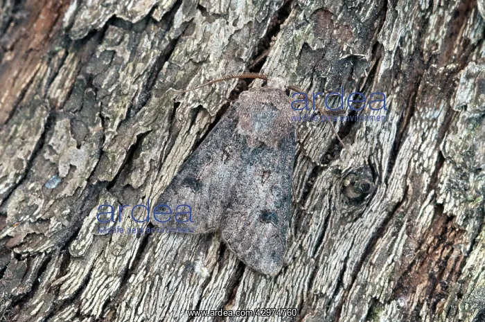 : Heart and Dart Moth : Heart and Dart Moth