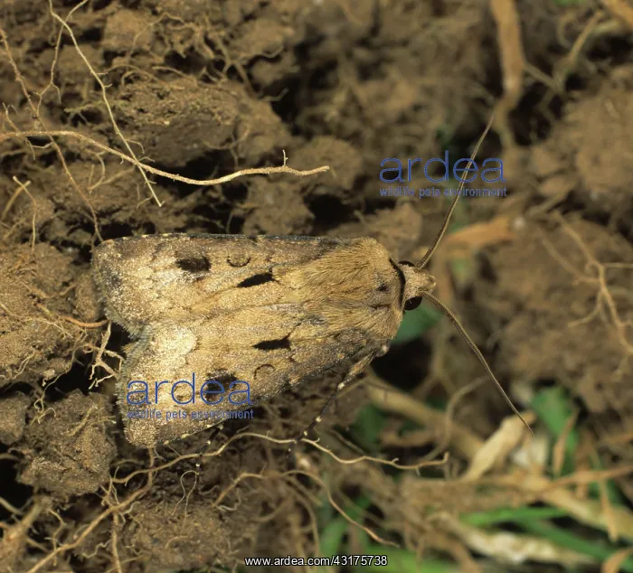 : Heart and dart moth : Heart and dart moth