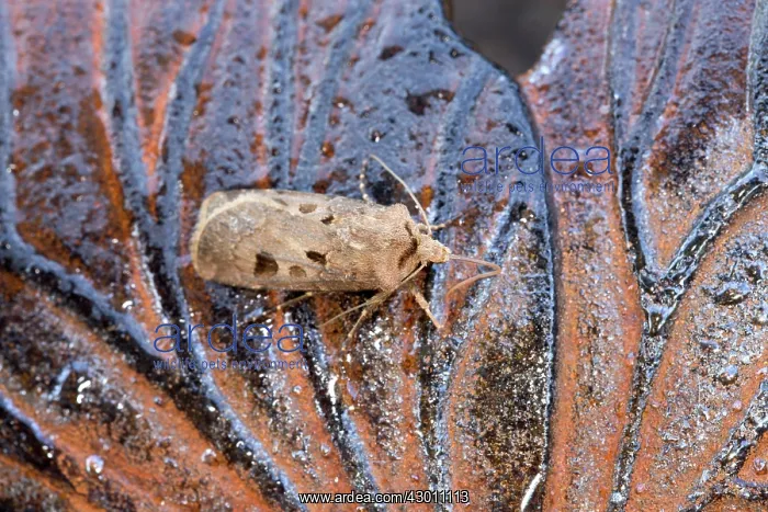  : Heart and Dart Moth - UK