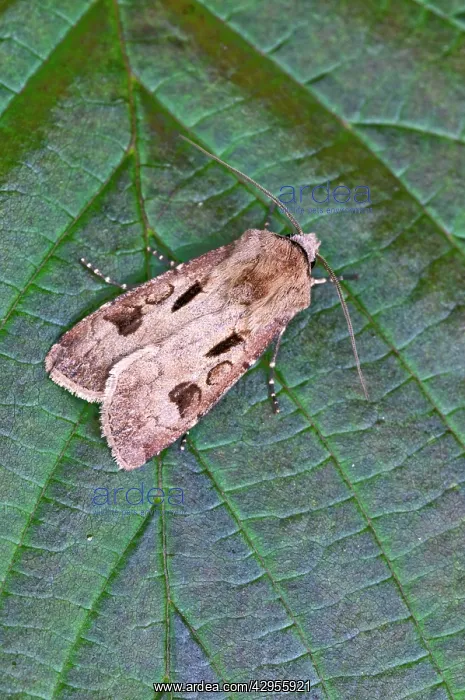 : Heart and Dart - resting on leaf : Heart and Dart - resting on leaf