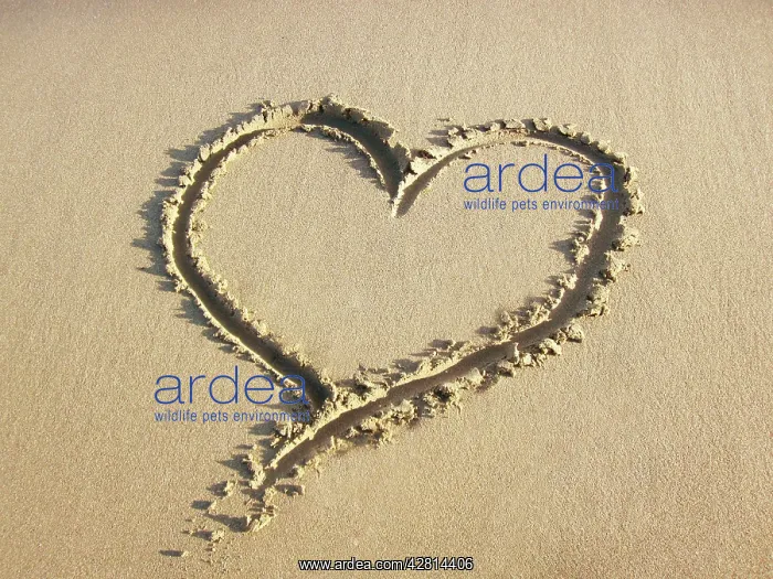 : Heart drawn in the sand of a beach