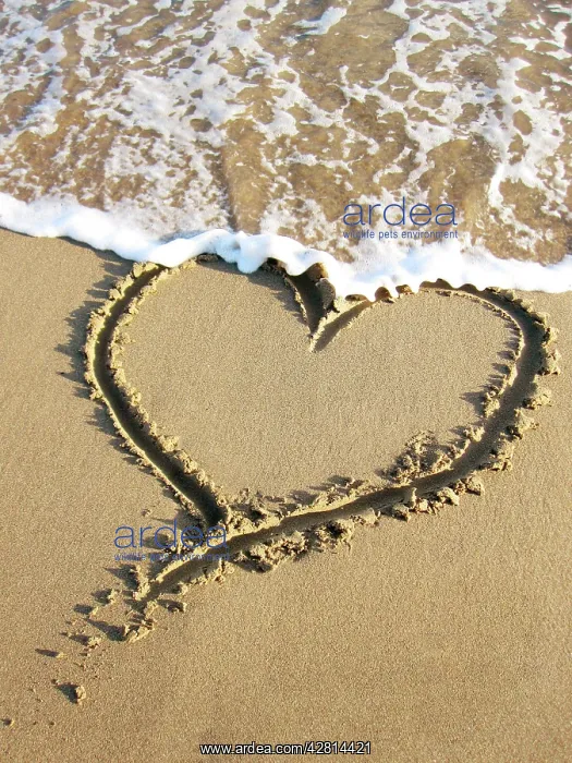  : Heart drawn in the sand of a beach