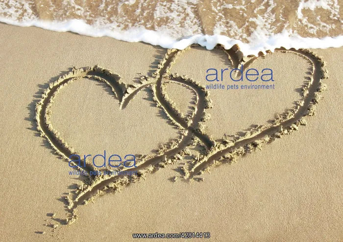 : Heart - two drawn into sand with surf : Heart - two drawn into sand with surf