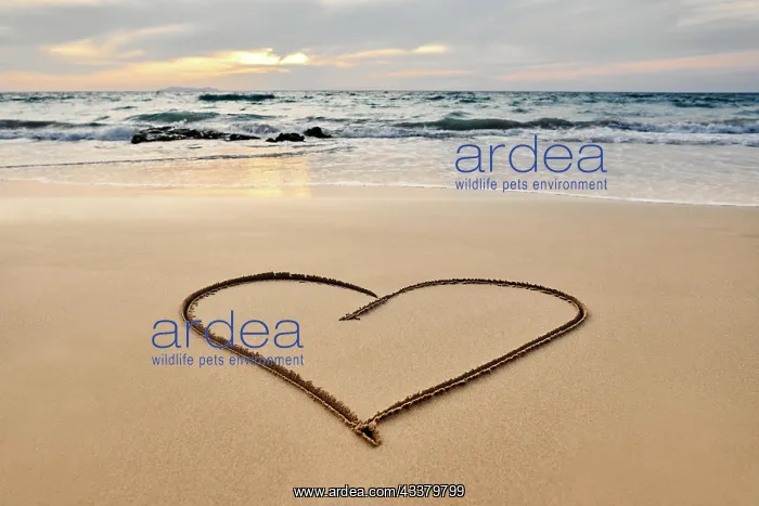 : Heart drawn on the tropical beach. Summer, trave : Heart drawn on the tropical beach. Summer, trave