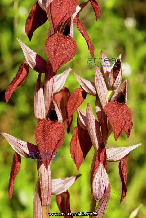 : Heart-flowered Tongue Orchid : Heart-flowered Tongue Orchid
