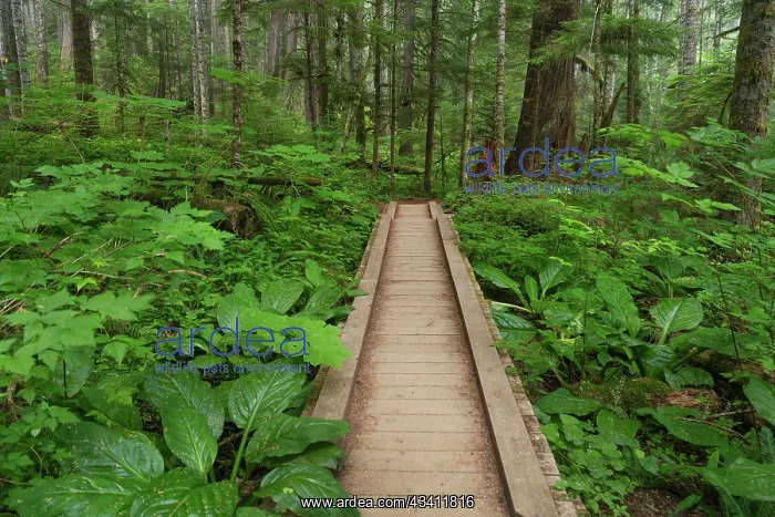 : Heart of the Forest Trail Boardwalk Olympic National Park : Heart of the Forest Trail Boardwalk Olympic National Park