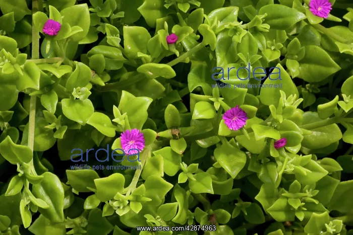 : Heart-leaf ice-plant : Heart-leaf ice-plant