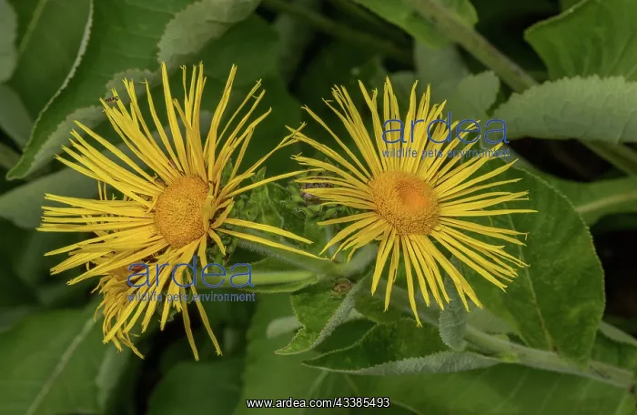 : Heart-leaved ox eye, Telekia speciosa in flower : Heart-leaved ox eye, Telekia speciosa in flower